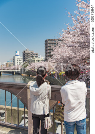 [Ookagawa Somei Yoshino] 60976944