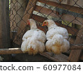 Chicken on the farm 60977084