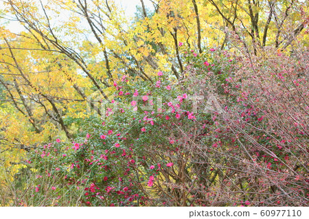 Sasanqua flowers Sasanqua flowers 60977110