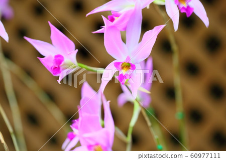 Lelia flower Lelia flower 60977111