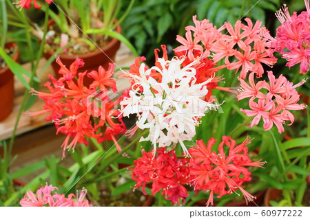 Diamond lily flower 60977222