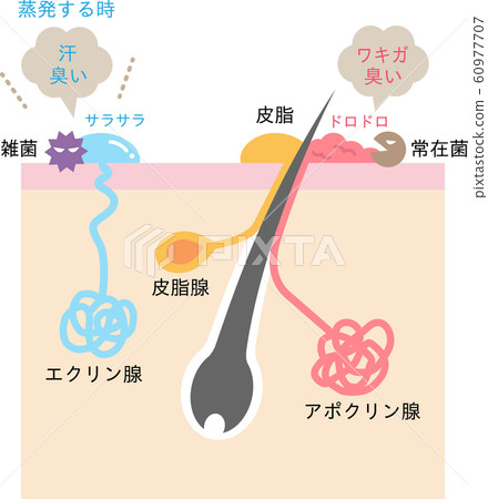 Structure of sweat gland and cross section of skin Structure of sweat gland and cross section of skin 60977707