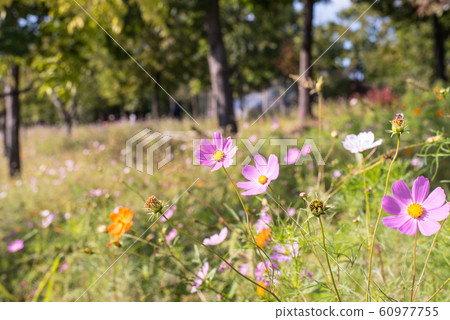 Cosmos Cosmos 60977755