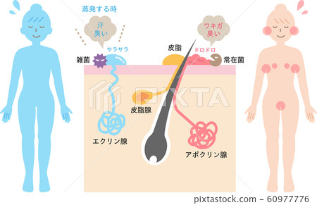 Structure and distribution of sweat glands-cross-sectional view of skin 60977776