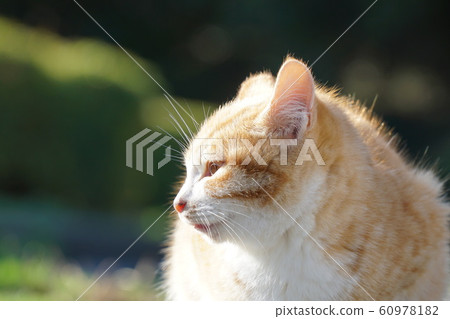 Ako Misaki stray cat 60978182