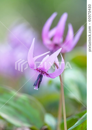 Katakuri花 60978480