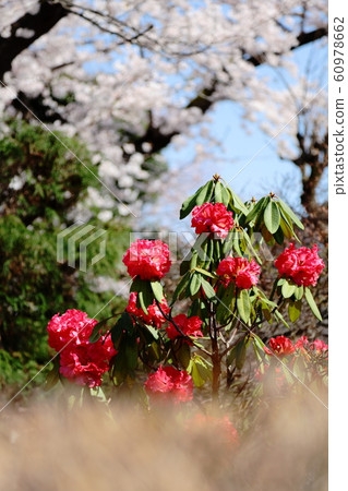 Sakugunage垂直位置 60978662