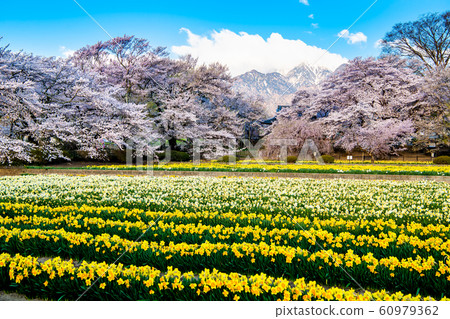 Cherry blossoms and flower fields in the background of the Southern Alps, Hokuto City, Yamanashi Prefecture 60979362