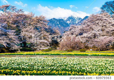 Cherry blossoms and flower fields in the background of the Southern Alps, Hokuto City, Yamanashi Prefecture 60979363