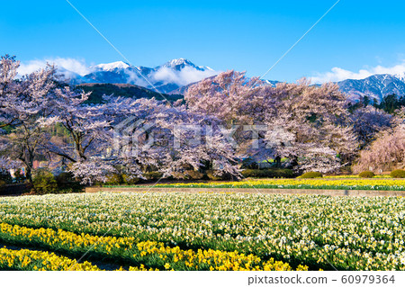 Cherry blossoms and flower fields in the background of the Southern Alps, Hokuto City, Yamanashi Prefecture 60979364