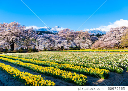 山梨縣北斗市南阿爾卑斯山背景下的櫻花和花田 山梨縣北斗市南阿爾卑斯山背景下的櫻花和花田 60979365