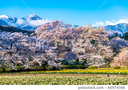 山梨縣北斗市南阿爾卑斯山背景下的櫻花和花田 60979366