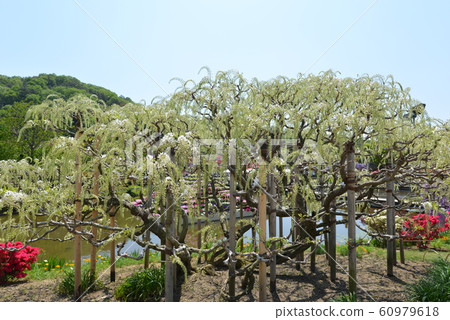 Ashikaga Flower Park Ashikaga Flower Park 60979618