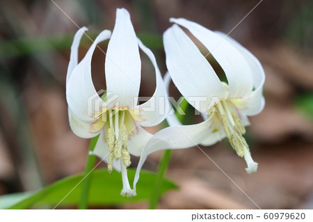 White flower flower flower White flower flower flower 60979620