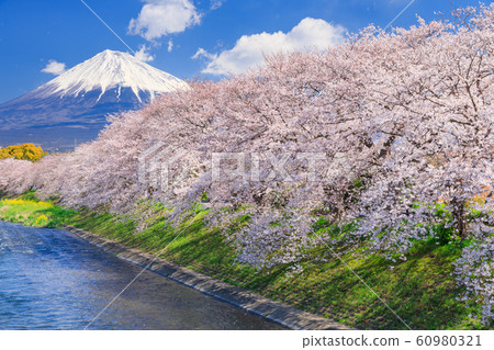 靜岡_琉球的櫻花和富士山 靜岡_琉球的櫻花和富士山 60980321