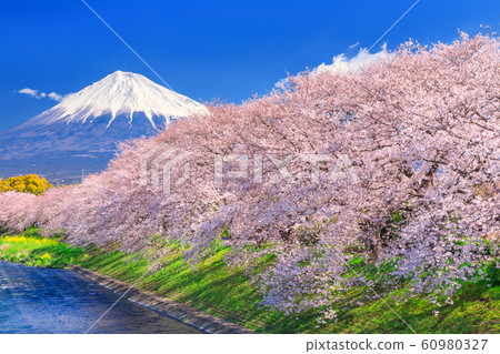靜岡_琉球的櫻花和富士山 60980327