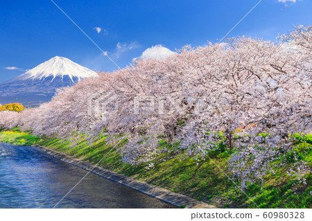 Shizuoka_Sakura of Ryuganbuchi and Mt.Fuji Shizuoka_Sakura of Ryuganbuchi and Mt.Fuji 60980328