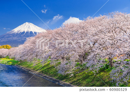 靜岡_琉球的櫻花和富士山 靜岡_琉球的櫻花和富士山 60980329