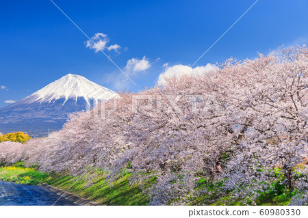 靜岡_琉球的櫻花和富士山 靜岡_琉球的櫻花和富士山 60980330