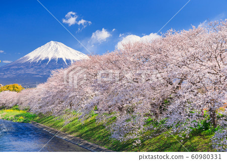 Shizuoka_Sakura of Ryuganbuchi and Mt.Fuji 60980331