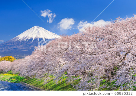 Shizuoka_Sakura of Ryuganbuchi and Mt.Fuji 60980332