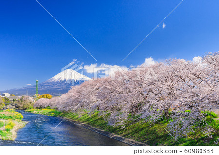 Shizuoka_Sakura of Ryuganbuchi and Mt.Fuji 60980333