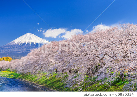 Shizuoka_Sakura of Ryuganbuchi and Mt.Fuji 60980334