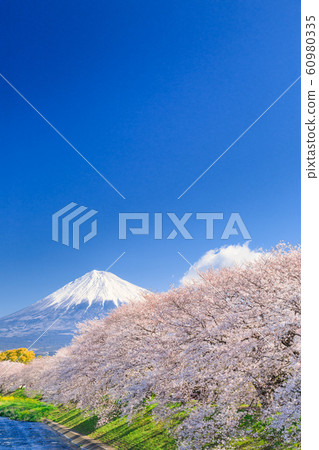 靜岡_琉球的櫻花和富士山 60980335