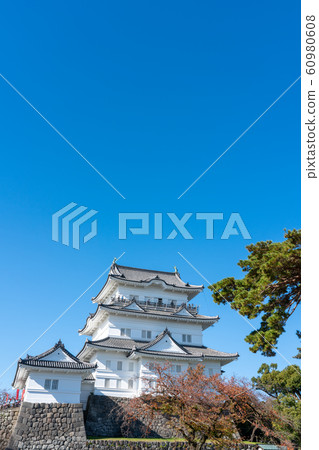 Odawara Castle castle tower exterior and pine landscape 60980608