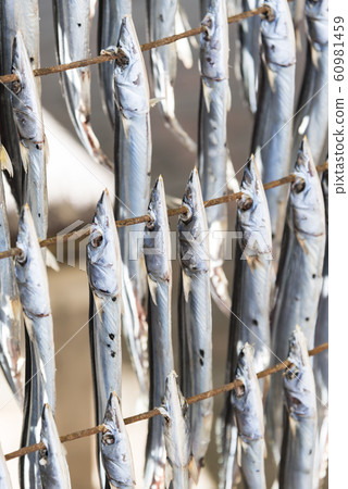 [Sanma Dried Sun] 60981459