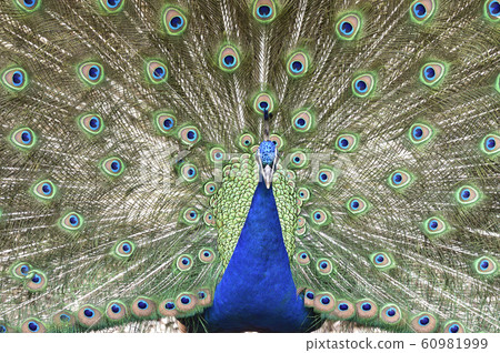 Peacock 60981999