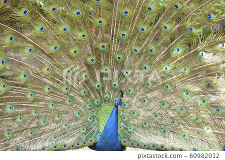 孔雀 60982012