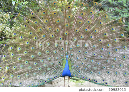 孔雀 60982013