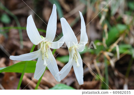 White flower flower flower 60982035
