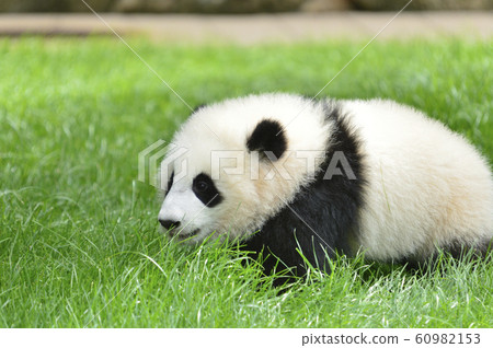 Baby Panda Stock Photo