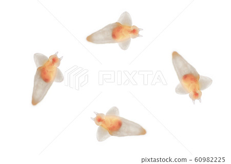 Clione (white background) Clione (white background) 60982225