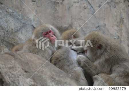 A family of monkeys in Saruyama A family of monkeys in Saruyama 60982379