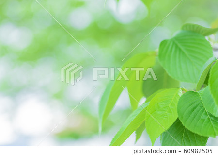 Fresh green eco image Fresh green eco image 60982505