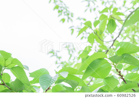 Fresh green eco image 60982526