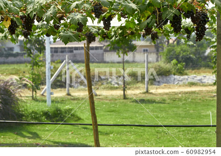 Nature background Outdoor vineyards at sunset Nature background Outdoor vineyards at sunset 60982954