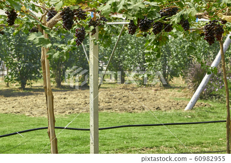 Nature background Outdoor vineyards at sunset Nature background Outdoor vineyards at sunset 60982955