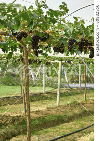 Nature background Outdoor vineyards at sunset Nature background Outdoor vineyards at sunset 60982956