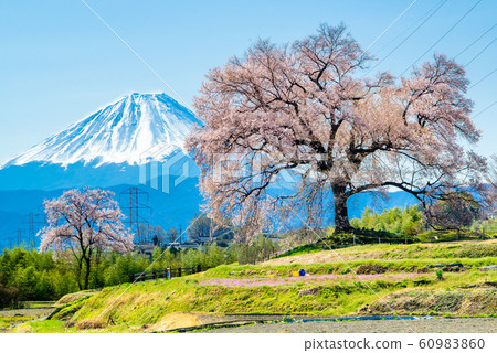 Cherry blossoms of Wanizuka and Mt.Fuji in Nirasaki City, Yamanashi Prefecture Cherry blossoms of Wanizuka and Mt.Fuji in Nirasaki City, Yamanashi Prefecture 60983860