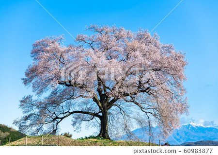 Sakura and Yatsugatake in Wanizuka, Nirasaki City, Yamanashi Prefecture Sakura and Yatsugatake in Wanizuka, Nirasaki City, Yamanashi Prefecture 60983877