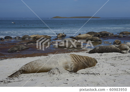Group of Southern Elephant Seal Group of Southern Elephant Seal 60983950