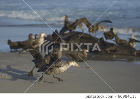 Northern Giant Petrel (Macronectes halli) Northern Giant Petrel (Macronectes halli) 60984113