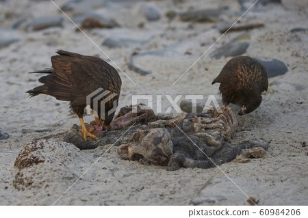 Striated Caracara (Phalcoboenus australis) 60984206