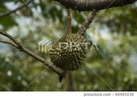 Durian - king of tropical fruit, on a tree branch in the orchard. Fresh durian on a tree in gardening system. Durian plantation. Durian can grow in suitable conditions. Special and useful plant. Durian - king of tropical fruit, on a tree branch in the orchard. Fresh durian on a tree in gardening system. Durian plantation. Durian can grow in suitable conditions. Special and useful plant. 60985030
