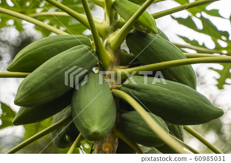 Fresh papaya tree with bunch of fruits. Papaya tree and bunch of fruits. Green papaya fruit on the tree. Agriculture fruits in organic farm on morning light. Agricultural background. 60985031