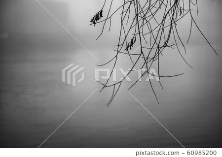 branches of willow tree hangig above river in black and white 60985200